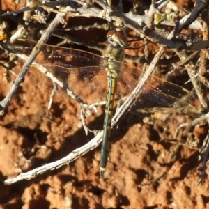 Hemicordulia australiae at Gluepot, SA by WendyEM