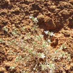 Teucrium racemosum (Grey Germander) at Gluepot Reserve - 25 Apr 2010 by WendyEM