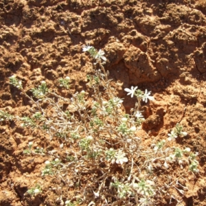 Teucrium racemosum at Gluepot, SA - 25 Apr 2010 04:39 PM