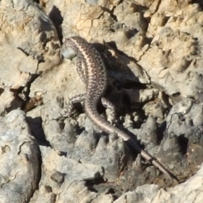 Unverified Skink at Gluepot, SA - 25 Apr 2010 by WendyEM