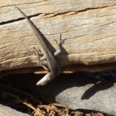 Unidentified Skink at Gluepot, SA - 25 Apr 2010 by WendyEM