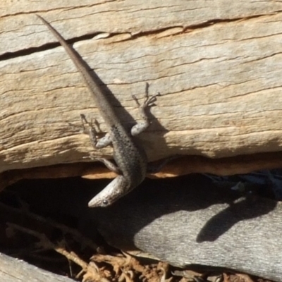 Unverified Skink at Gluepot, SA - 25 Apr 2010 by WendyEM