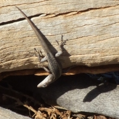 Unidentified Skink at Gluepot, SA - 25 Apr 2010 by WendyEM