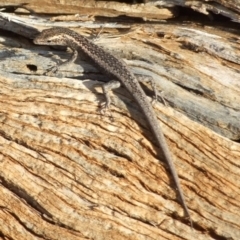 Unidentified Skink at Gluepot, SA - 25 Apr 2010 by WendyEM