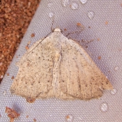 Unidentified Geometer moth (Geometridae) at Gluepot, SA - 25 Apr 2010 by WendyEM