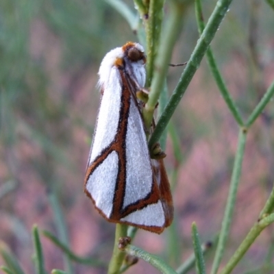 Thalaina angulosa at Gluepot Reserve - 26 Apr 2010 by WendyEM