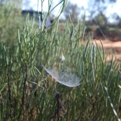 Unverified Other web-building spider at Gluepot, SA - 26 Apr 2010 by WendyEM