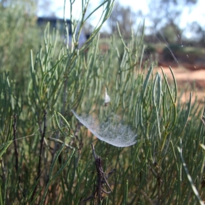 Unidentified Other web-building spider at Gluepot, SA - 26 Apr 2010 by WendyEM