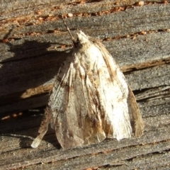 Cryphaea xylina at Gluepot, SA - 25 Apr 2010 by WendyEM