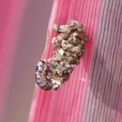 Lepidoscia lainodes (A Case moth (Psychidae)) at Braemar, NSW - 19 Jul 2024 by Curiosity