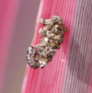 Lepidoscia lainodes at Braemar, NSW - 19 Jul 2024