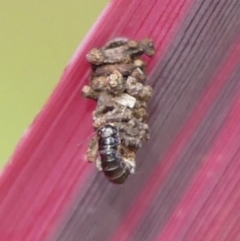 Lepidoscia lainodes at Braemar, NSW - 19 Jul 2024