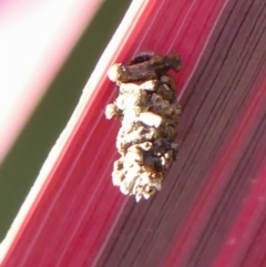 Lepidoscia lainodes at Braemar, NSW - 19 Jul 2024 08:43 AM