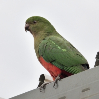 Alisterus scapularis (Australian King-Parrot) at Downer, ACT - 19 Jul 2024 by RobertD