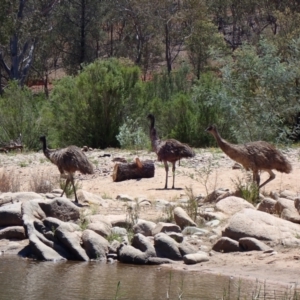 Dromaius novaehollandiae at Suggan Buggan, VIC - 19 Nov 2019