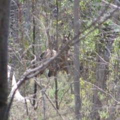 Equus caballus (Horse, Feral Horse) at Pilot Wilderness, NSW - 26 Mar 2013 by MB