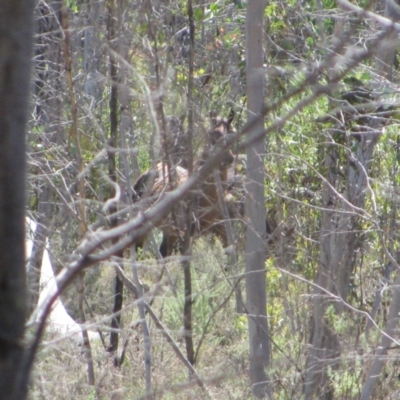 Equus caballus (Horse, Feral Horse) at Pilot Wilderness, NSW - 26 Mar 2013 by MB