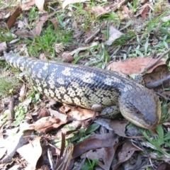 Tiliqua nigrolutea (Blotched Blue-tongue) at Pilot Wilderness, NSW - 26 Mar 2013 by MB