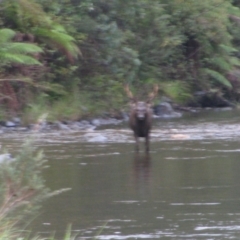 Cervus unicolor (Sambar Deer) at Tom Groggin, VIC - 27 Mar 2013 by MB