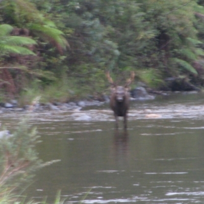 Cervus unicolor (Sambar Deer) at Tom Groggin, VIC - 28 Mar 2013 by MB