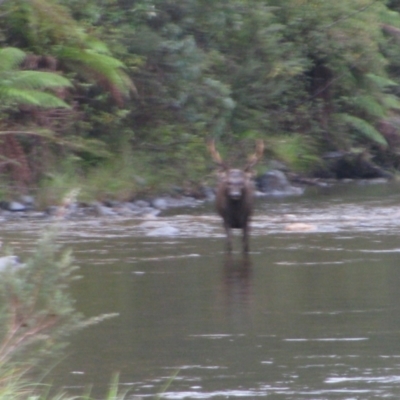 Cervus unicolor (Sambar Deer) at Tom Groggin, VIC - 27 Mar 2013 by MB