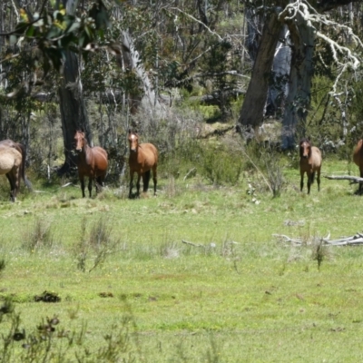 Equus caballus (Brumby, Wild Horse) at Pilot Wilderness, NSW - 12 Dec 2017 by MB