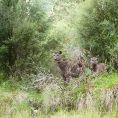 Cervus unicolor (Sambar Deer) at Pilot Wilderness, NSW - 14 Dec 2017 by MB