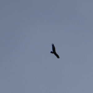 Aquila audax at Royalla, NSW - 8 Apr 2017 12:03 PM