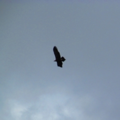 Aquila audax (Wedge-tailed Eagle) at Tharwa, ACT - 14 Mar 2017 by MB