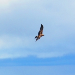 Aquila audax at Tharwa, ACT - 14 Mar 2017 12:00 PM