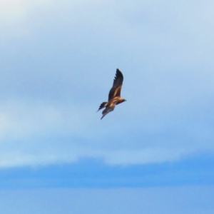 Aquila audax at Tharwa, ACT - 14 Mar 2017