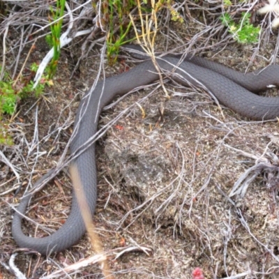 Drysdalia coronoides (White-lipped Snake) at Munyang, NSW - 11 Mar 2017 by MB