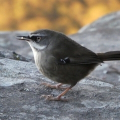 Sericornis frontalis (White-browed Scrubwren) at Endrick, NSW - 24 May 2017 by MB