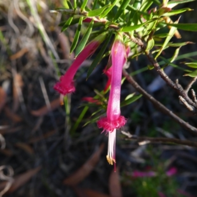 Styphelia tubiflora (Red Five-corners) at Endrick, NSW - 25 May 2017 by MB