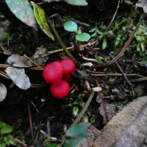 Hygrocybe sp. at Endrick, NSW - 25 May 2017