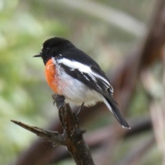 Petroica boodang (Scarlet Robin) at Kambah, ACT - 5 Sep 2017 by MB