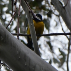 Pachycephala pectoralis (Golden Whistler) at Kambah, ACT - 5 Sep 2017 by MB