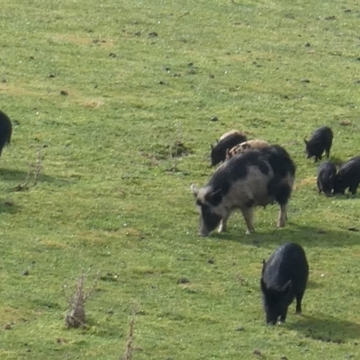 Sus scrofa (Wild Boar, Feral Pig) at Kambah, ACT - 5 Sep 2017 by MB