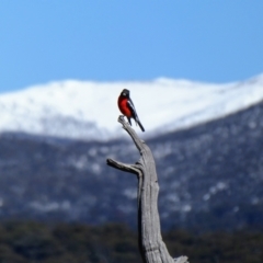 Petroica phoenicea at Rocky Plain, NSW - 10 Sep 2017 10:16 AM