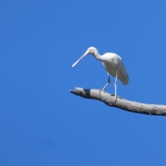 Platalea flavipes (Yellow-billed Spoonbill) at Wakool, NSW - 1 Oct 2017 by MB