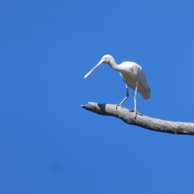 Platalea flavipes (Yellow-billed Spoonbill) at Wakool, NSW - 2 Oct 2017 by MB