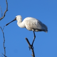 Platalea regia (Royal Spoonbill) at Urana, NSW - 1 Oct 2017 by MB