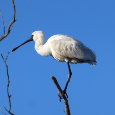 Platalea regia (Royal Spoonbill) at Urana, NSW - 30 Sep 2017 by MB