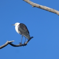 Ardea pacifica (White-necked Heron) at Urana, NSW - 30 Sep 2017 by MB