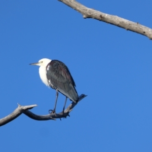 Ardea pacifica (White-necked Heron) at Urana, NSW by MB