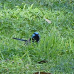 Malurus cyaneus (Superb Fairywren) at Gannawarra, VIC - 2 Oct 2017 by MB