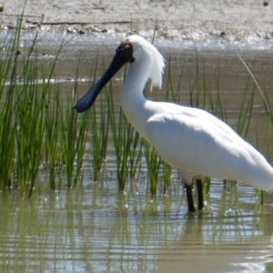 Platalea regia at Overland Corner, SA - 14 Oct 2017 11:47 AM