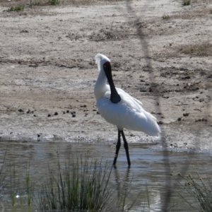 Platalea regia at Overland Corner, SA - 14 Oct 2017 11:47 AM