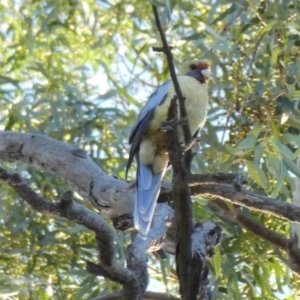Platycercus elegans flaveolus at Overland Corner, SA - 14 Oct 2017 06:42 PM