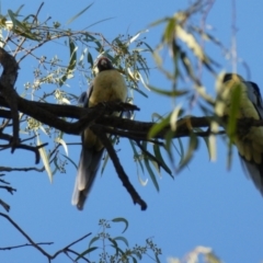 Platycercus elegans flaveolus at Overland Corner, SA - 14 Oct 2017 06:42 PM